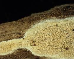 Attēlu rezultāti vaicājumam “Hyphodontia barba-jovis”