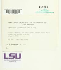 Attēlu rezultāti vaicājumam “Cliostomum corrugatum”