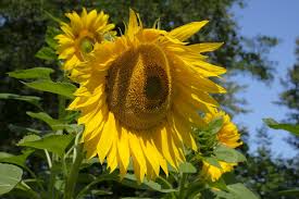 Attēlu rezultāti vaicājumam “Helianthus annuus fruit”