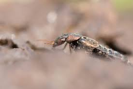 Attēlu rezultāti vaicājumam “Ontholestes murinus”