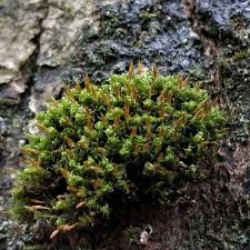 Attēlu rezultāti vaicājumam “Ulota crispa”