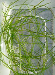 Attēlu rezultāti vaicājumam “Potamogeton trichoides leaf”