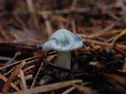 Attēlu rezultāti vaicājumam “Collybia sp.”