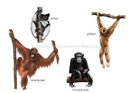 Attēlu rezultāti vaicājumam “Primates”