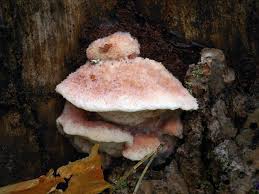 Attēlu rezultāti vaicājumam “Leptoporus mollis”