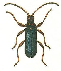 Attēlu rezultāti vaicājumam “Rhamnusium bicolor”