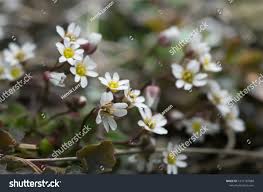 Attēlu rezultāti vaicājumam “Erophila verna leaf”