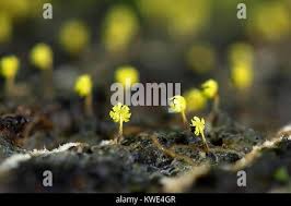 Attēlu rezultāti vaicājumam “Physarum viride”