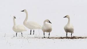 Attēlu rezultāti vaicājumam “Cygnus columbianus”