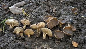 Attēlu rezultāti vaicājumam “Helvella”