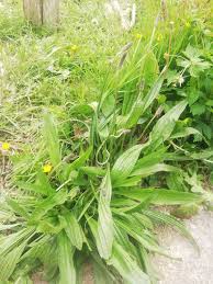 Attēlu rezultāti vaicājumam “Plantago lanceolata leaf”