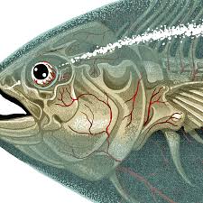 Image result for Thunnus albacares