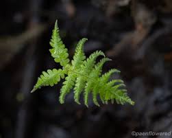 Attēlu rezultāti vaicājumam “Phegopteris connectilis”