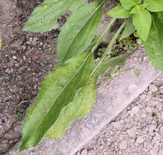 Attēlu rezultāti vaicājumam “Rudbeckia hirta var. hirta leaf”