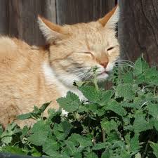 Image result for Nepeta cataria