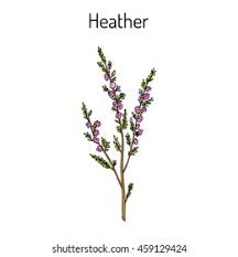 Attēlu rezultāti vaicājumam “Calluna vulgaris flower”