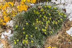 Attēlu rezultāti vaicājumam “Grimmia pulvinata”