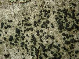 Attēlu rezultāti vaicājumam “Lecidella elaeochroma”