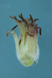 Attēlu rezultāti vaicājumam “Corylus avellana female flower”
