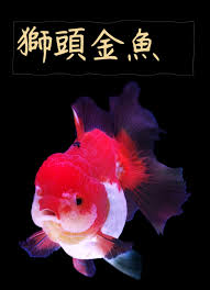Image result for 金魚