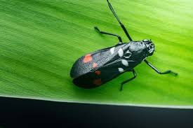 Attēlu rezultāti vaicājumam “Auchenorrhyncha”