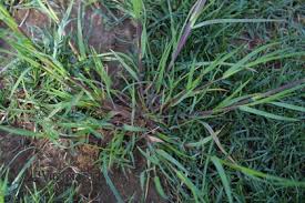 Attēlu rezultāti vaicājumam “Poa trivialis”