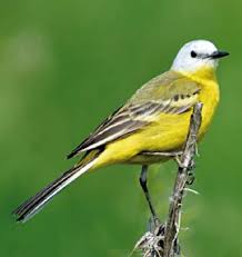 Attēlu rezultāti vaicājumam “Motacilla flava flava”