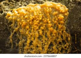 Attēlu rezultāti vaicājumam “Physarum obscurum plasmodium”