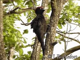 Attēlu rezultāti vaicājumam “Dryocopus martius”