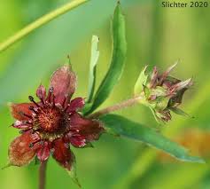 Attēlu rezultāti vaicājumam “Comarum palustre flower”