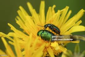 Attēlu rezultāti vaicājumam “Malachius bipustulatus”