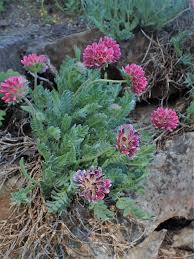 Image result for Anthyllis vulneraria rubra