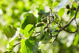 Attēlu rezultāti vaicājumam “Alnus glutinosa fruit”