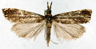 Attēlu rezultāti vaicājumam “Pyralididae”