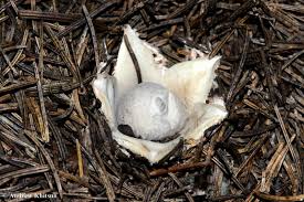 Attēlu rezultāti vaicājumam “Geastrum fimbriatum”
