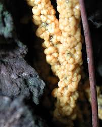 Attēlu rezultāti vaicājumam “Leocarpus fragilis spores”