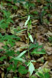 Attēlu rezultāti vaicājumam “Cardamine bulbifera leaf”