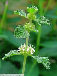 Image result for Marrubium vulgare