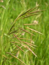 Attēlu rezultāti vaicājumam “Bromopsis inermis fruit”