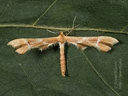 Attēlu rezultāti vaicājumam “Cnaemidophorus rhododactyla”