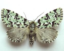 Attēlu rezultāti vaicājumam “Moma alpium”