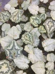 Attēlu rezultāti vaicājumam “Cyclamen hederifolium”