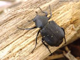 Attēlu rezultāti vaicājumam “Gnorimus variabilis”