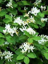 Attēlu rezultāti vaicājumam “Lonicera xylosteum flower”
