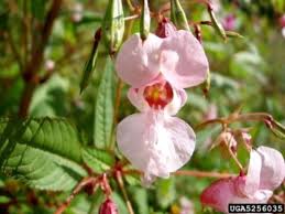 Attēlu rezultāti vaicājumam “Impatiens glandulifera fruit”