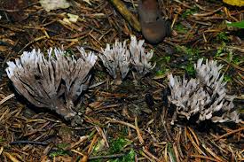 Attēlu rezultāti vaicājumam “Thelephora palmata”