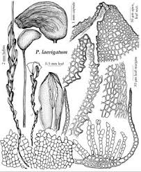 Attēlu rezultāti vaicājumam “Atrichum flavisetum sporophyte”