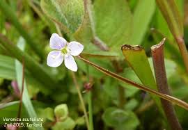 Attēlu rezultāti vaicājumam “Veronica scutellata leaf”