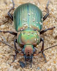 Attēlu rezultāti vaicājumam “Poecilus versicolor”