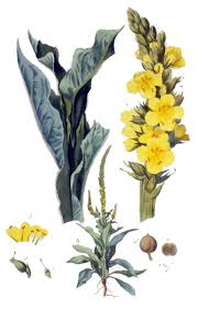 Attēlu rezultāti vaicājumam “Verbascum thapsus fruit”